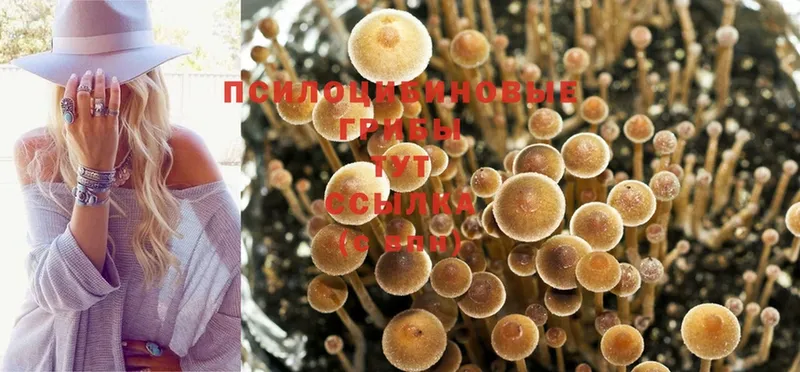 Псилоцибиновые грибы Psilocybine cubensis Арамиль